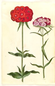 Silène chalcedonica ; Œillet des poètes - Hans Simon Holtzbecker