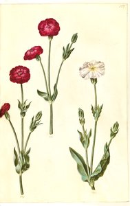 Silène couronnée (krone-limurt) - Hans Simon Holtzbecker