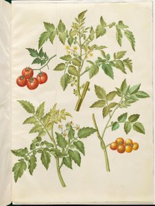 Solanum lycopersicum (tomate commune)