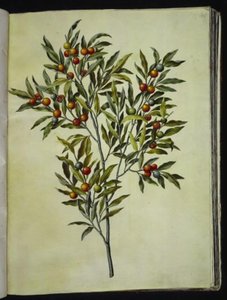 Solanum pseudocapsicum (corail de Jérusalem)