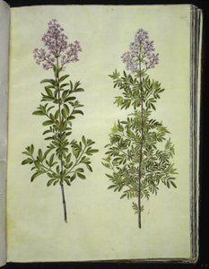 Syringa ×laciniata (syringa laciniata)