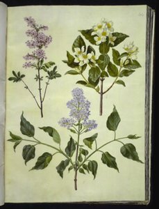 Syringa ×persica; Philadelphus coronarius; Syringa vulgaris