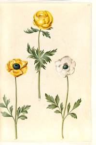 Trollius europaeus (renoncule des montagnes); Ranunculus asiaticus (renoncule des jardins)
