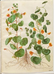 Tropaeolum minus (petite capucine)