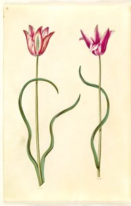 Tulipa clusiana (tulipe de Clusius) - Hans Simon Holtzbecker