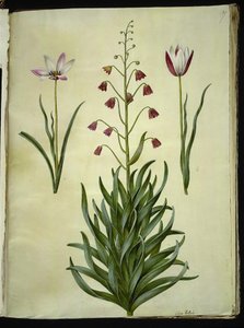 Tulipa clusiana (tulipe de Clusius); Fritillaria persica (fritillaire persane)