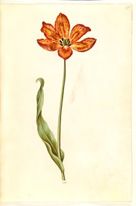 Tulipa gesneriana (tulipe de jardin) - Hans Simon Holtzbecker
