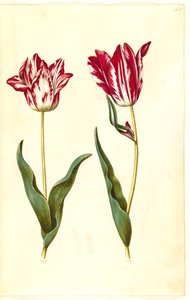 Tulipa gesneriana (tulipe de jardin)
