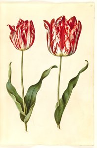 Tulipa gesneriana (tulipe de jardin)