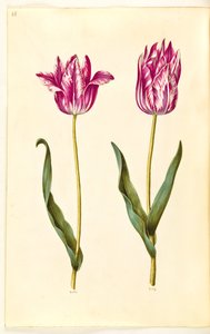 Tulipa gesneriana (tulipe de jardin)
