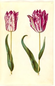 Tulipa gesneriana (tulipe de jardin)