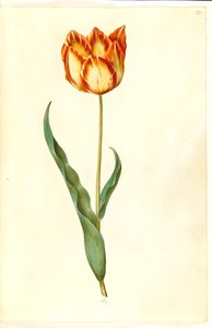Tulipa gesneriana (tulipe de jardin) - Hans Simon Holtzbecker