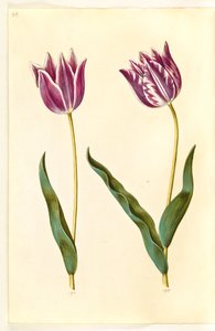 Tulipa gesneriana (tulipe de jardin)