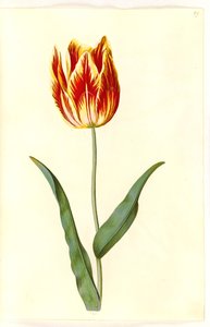 Tulipa gesneriana (tulipe de jardin) - Hans Simon Holtzbecker