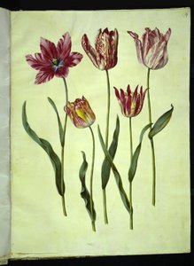 Tulipa gesneriana (tulipe de jardin)