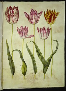 Tulipa gesneriana (tulipe de jardin) - Hans Simon Holtzbecker