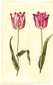 Tulipa gesneriana (tulipe de jardin)