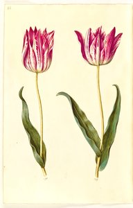 Tulipa gesneriana (tulipe de jardin)