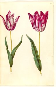 Tulipa gesneriana (tulipe de jardin)