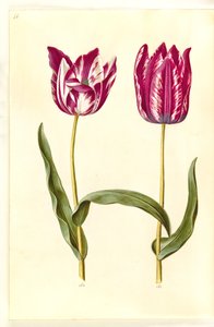 Tulipa gesneriana (tulipe de jardin)