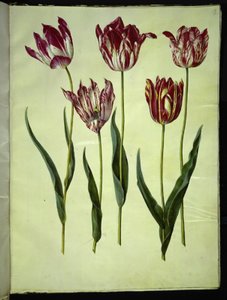 Tulipa gesneriana (tulipe de jardin) - Hans Simon Holtzbecker
