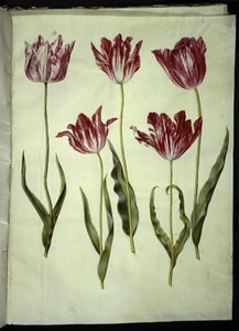 Tulipa gesneriana (tulipe de jardin) - Hans Simon Holtzbecker
