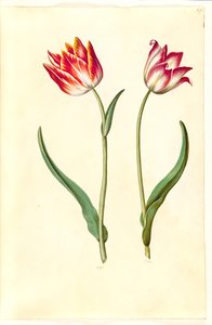 Tulipa gesneriana (tulipe de jardin)