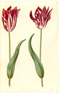 Tulipa gesneriana (tulipe de jardin)