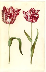 Tulipa gesneriana (tulipe de jardin)