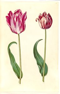Tulipa gesneriana