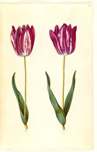 Tulipa gesneriana (tulipe de jardin)