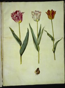 Tulipa gesneriana (tulipe de jardin) - Hans Simon Holtzbecker