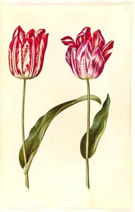 Tulipa gesneriana (tulipe de jardin)