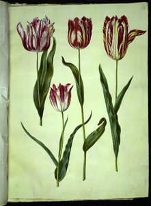 Tulipa gesneriana (tulipe de jardin)