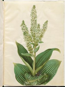 Veratrum album (hellébore blanc)