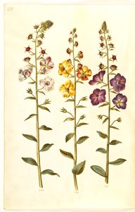 Verbascum blattaria (molène blattaire); Verbascum phoeniceum (molène pourpre)