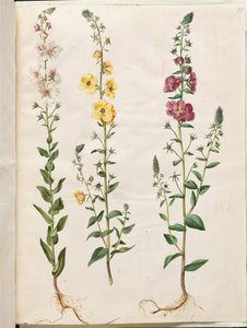 Verbascum blattaria (molène en épi); Verbascum phoeniceum (molène pourpre) - Hans Simon Holtzbecker
