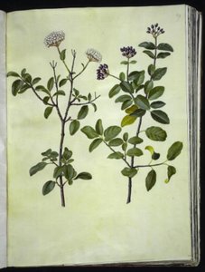 Viburnum tinus (vinter-snebolle)