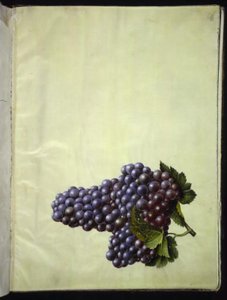 Vitis vinifera (vigne commune)