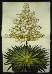 Yucca gloriosa (pragt-palmelilje)