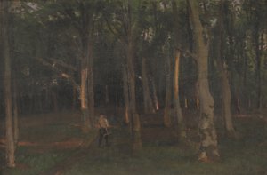 Forêt au coucher du soleil