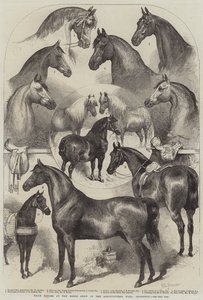 Chevaux primés au salon du cheval à l