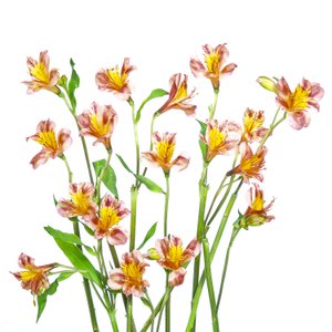 Bouquet d