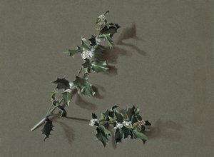 Ilex aquifolium L. Houx commun, vers 1870-1920