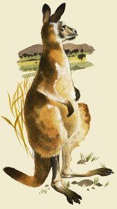 Le Kangourou - Harold Tamblyn Watts