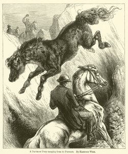 Un poney de Dartmoor échappant à ses poursuivants - Harrison William Weir