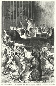 Une scène dans le refuge pour chiens - Harrison William Weir
