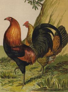 Jeu rouge à poitrine noire