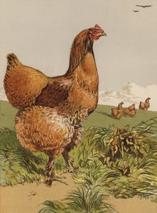 Poule Cochin cannelle