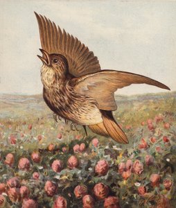 Dans le trèfle (litho en couleur) - Harrison William Weir